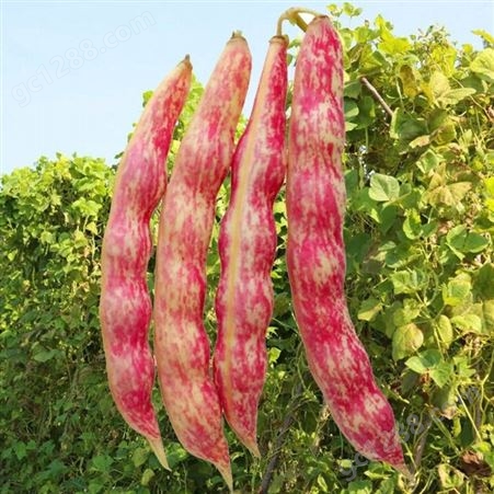 辽宁油豆种子，一点红油豆种子，市场的油豆品种，基地批发，种子质量保证