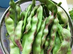 改良大版油豆种子，黄金勾油豆种子，市场的油豆品种，甘肃育种基地批发供应