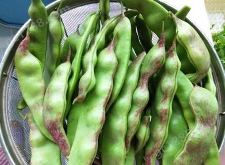改良大版油豆种子，黄金勾油豆种子，市场的油豆品种，甘肃育种基地批发供应