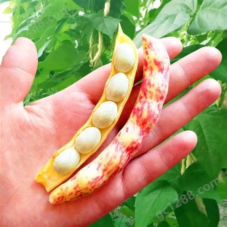 辽宁油豆种子，一点红油豆种子，市场的油豆品种，基地批发，种子质量保证