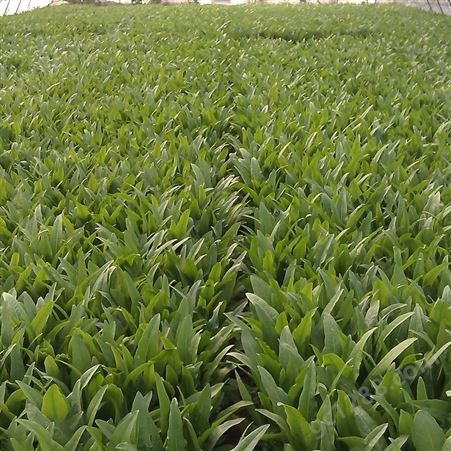 四川油麦菜种植品种推荐，播种后36天采收，蔬菜市场认可品种，种子生产企业育种批发品种