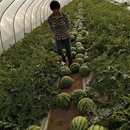 8424西瓜种子，正宗8424西瓜种子，抗重茬西瓜品种，中国瓜类研究院研发品种