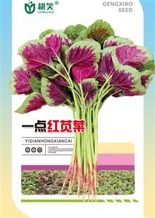 广州圆叶红苋菜种子，甘肃酒泉繁种供应，苋菜种植技术，种子生产批发价格