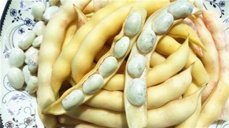 辽宁油豆种子，黄金勾油豆种子，市场的油豆品种，甘肃酒泉育种生产厂家批发供应
