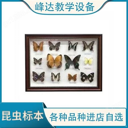 峰达教学 昆虫标本 展翅标帝王蝶枯叶蝶青风蝶模型展示