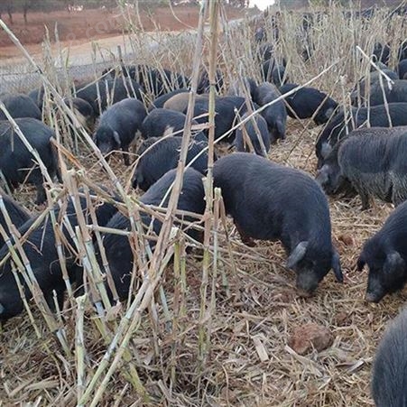 通和亚特香猪养殖小香猪价格宠物香猪价格