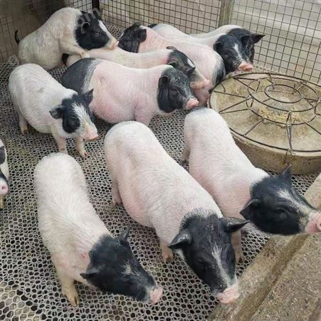 通和亚特小香猪养殖场香猪价格