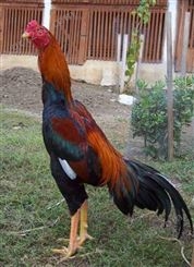 纯种越南鬼母斗鸡活体比赛斗鸡成年鸡