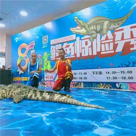 鸿淘 鳄鱼表演租赁 商场展览活动 厂家生产