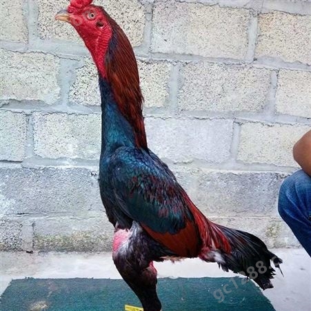 泰国缅大冠斗鸡打比赛中原小斗鸡活苗成年鸡越南纯种斗鸡活物大种云南