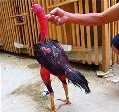 越南小斗鸡活苗斗鸡受精蛋可孵化纯种青年成年斗鸡活体