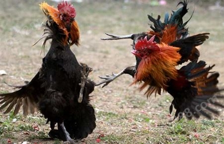 泰国缅大冠斗鸡打比赛中原小斗鸡活苗成年鸡越南纯种斗鸡活物大种云南