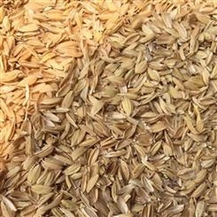 批量供应 除尘稻壳 散装稻壳 大棚种植改善土壤