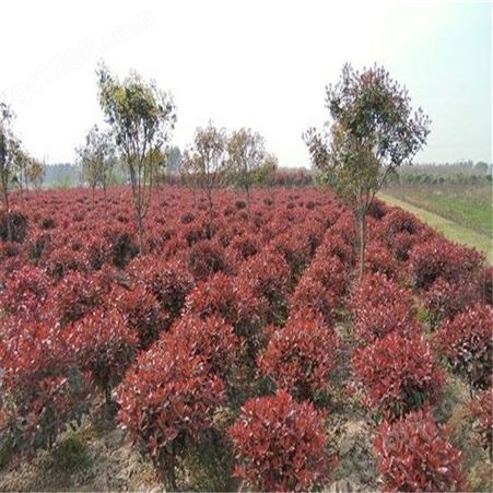 公鼎苗木--80厘米红叶石楠生产基地60厘米红叶石楠
