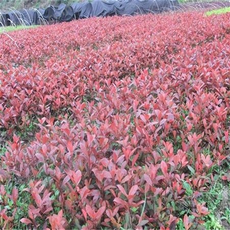 公鼎苗木--80厘米红叶石楠生产基地60厘米红叶石楠