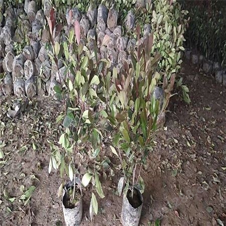 公鼎苗木--10公分红叶石楠供应70厘米红叶石楠