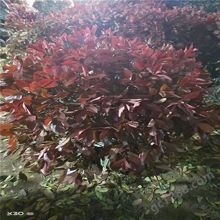 公鼎苗木--红叶石楠量大从优60厘米红叶石楠