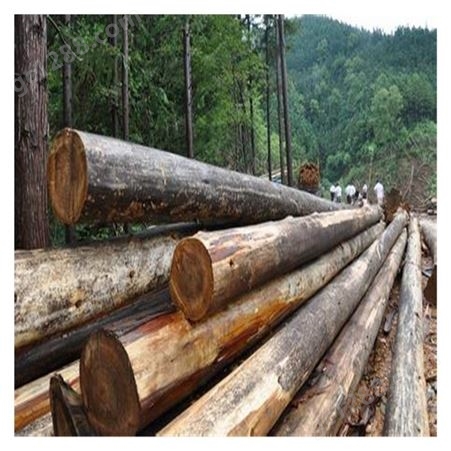 杉木原木 木材加工 园林支撑 杉木绿化杆出售批发