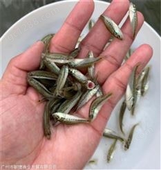 湖南大口黑鲈鱼苗供应出售 加州鲈鱼苗 淡水养殖加州鲈鱼苗