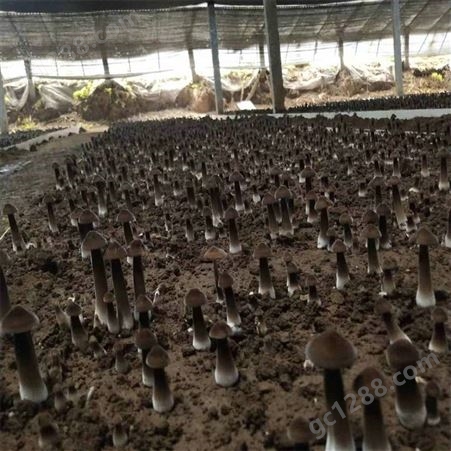 联盛 鸡纵菌基地 黑皮鸡枞菌鲜货 规格齐全
