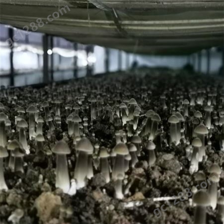 联盛 重庆黑皮鸡枞菌基地 食用菌 价格合理