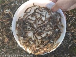 中国台湾泥鳅鱼苗哪里有卖