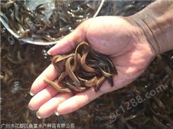 中国台湾泥鳅鱼苗养殖技术