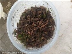 黑龙江澳洲淡水龙虾苗,澳洲淡水龙虾苗种培育
