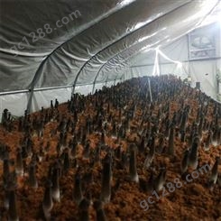 联盛 鸡枞菌厂家 北京鸡枞鲜货 规格齐全