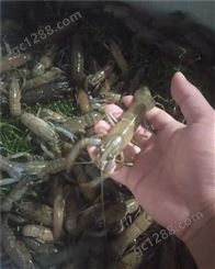 广东澳洲淡水龙虾苗批发价格