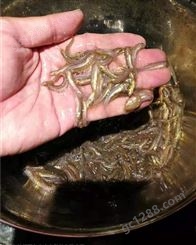 中国台湾泥鳅鱼苗零售批发