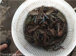 广东澳洲淡水龙虾苗养殖技术