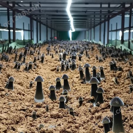 联盛 鸡枞菌厂家 北京鸡枞鲜货 规格齐全
