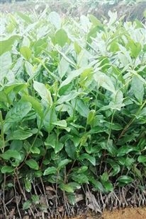 南溪区黄金芽茶苗种植技巧茶苗种植技巧
