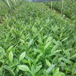 黄冈市一年生茶苗-供应绿茶茶苗