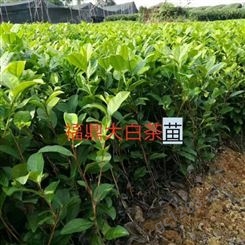 宜春市茶叶苗基地-市场龙井43茶苗