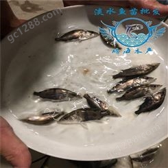 腾海高成活率斑桂鱼苗 全年供应桂花鱼苗