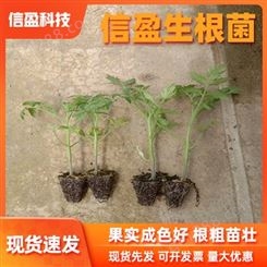 直供 天津信盈强力生根菌种 植物快速生根粉 植物生长调节剂