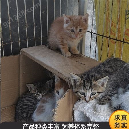三花猫活体 散养狸花猫 宠物小奶猫 养殖出售