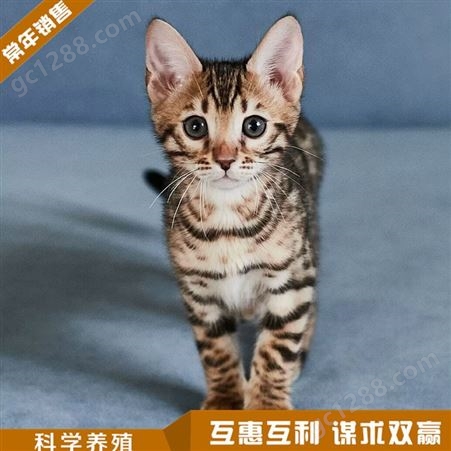 山东供应宠物猫活体 成年家养小猫 黑猫养殖