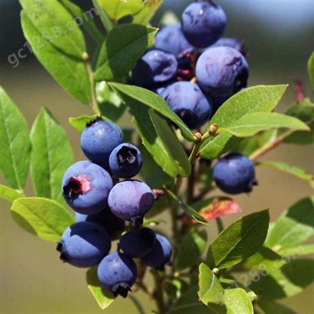 根系发达蓝莓苗 地栽蓝莓苗 茂盛 结果快