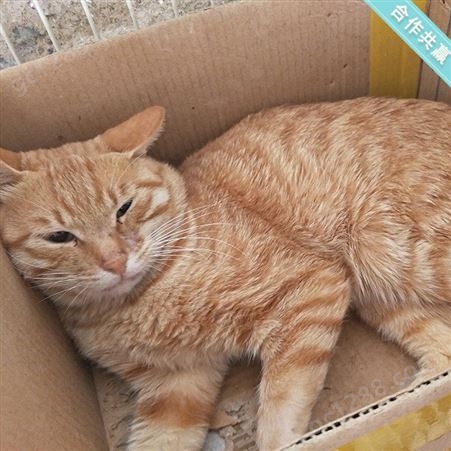 成年橘猫 狸花猫幼崽 宠物猫活体 供应价格