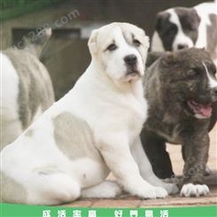 大型中亚牧羊犬 中亚犬幼犬活体 宠物中亚牧羊犬 批发厂家