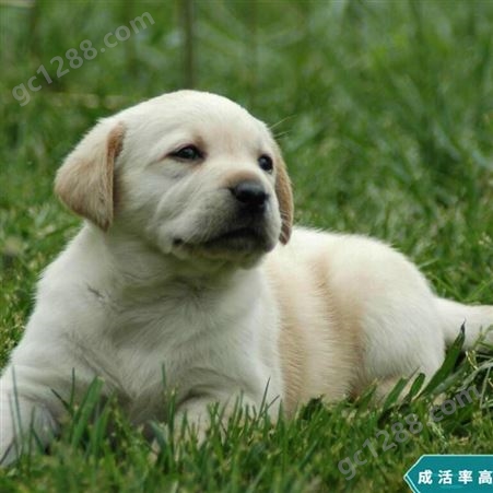 常年供应活体拉布拉多犬 奶黄色拉布拉多犬 双血统拉布拉多犬