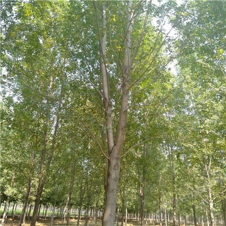 观赏植物速生白蜡 园林绿化苗木速生白蜡 17公分速生白蜡规格