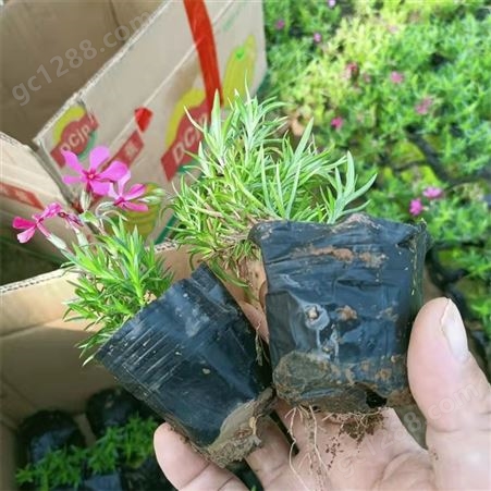绿化丛生福禄考 芝樱花海用苗 耐寒、耐瘠、耐旱、耐盐碱