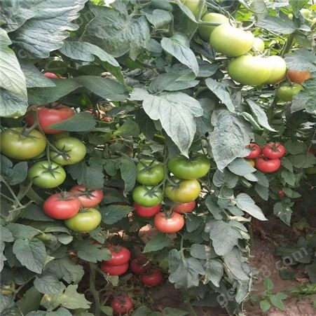 番茄种子_Lvtian/绿田_黄番茄种子_批发价格销售