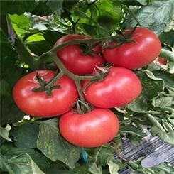 黄番茄种子_Lvtian/绿田_番茄种子_厂家商家