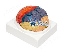大脑皮质功能分区模型