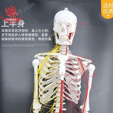 款式高教标准脊椎可弯曲细节170cm一级全身骨架人体骨骼模型